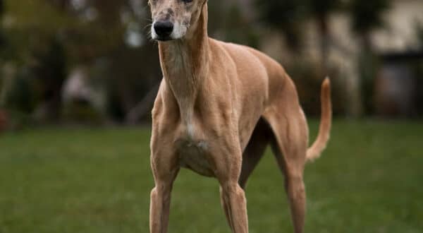 Lévrier, chien de race du groupe 10