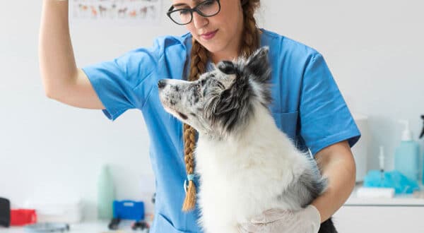 Chien avec ulcère chez le vétérinaire