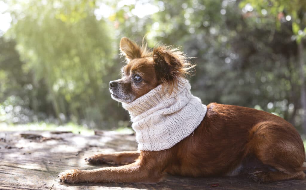 Chien malade avec une écharpe d'hiver 