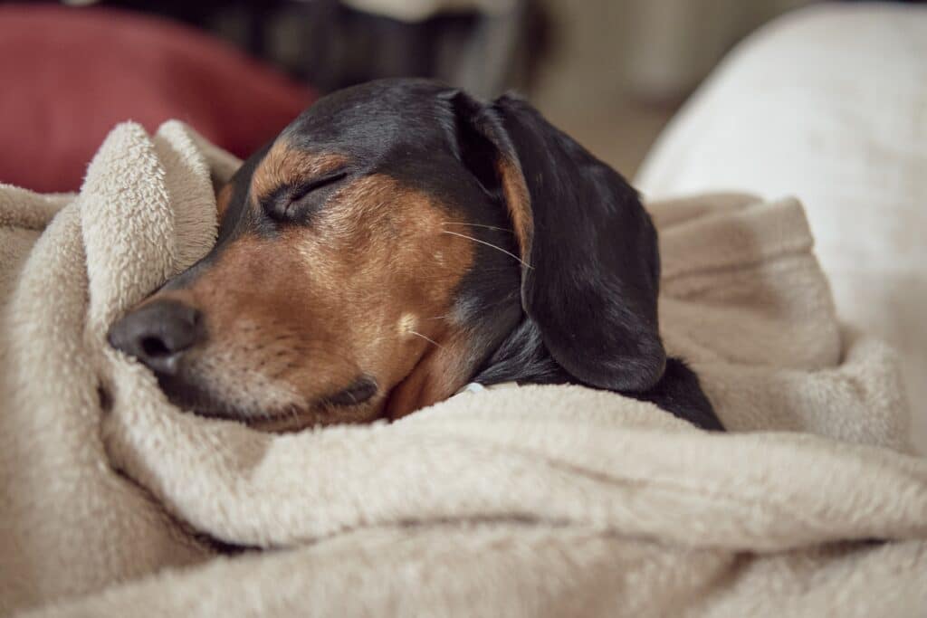 Chien qui dors la tête dans un plaid sur le canapé en hiver 