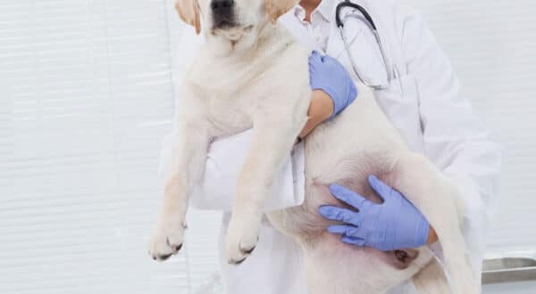 Chien chez le vétérinaire suite à une blessure au coussinet