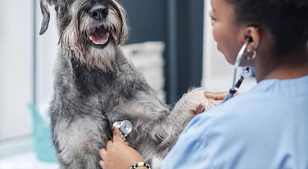 Consultation vétérinaire pour des boiteries sur un chien