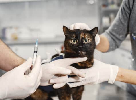 Chat qui se fait vacciner chez le vétérinaire