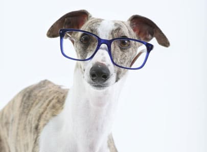 Chien avec des lunettes de vue