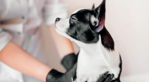 Chien avec cancer chez le vétérinaire