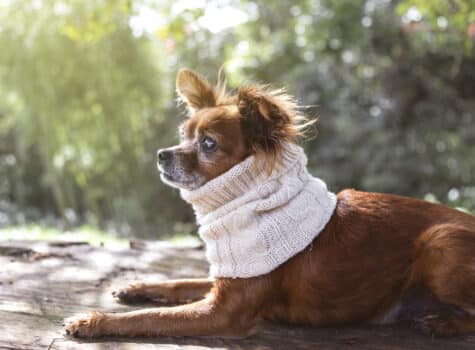 Chien malade avec une écharpe d'hiver