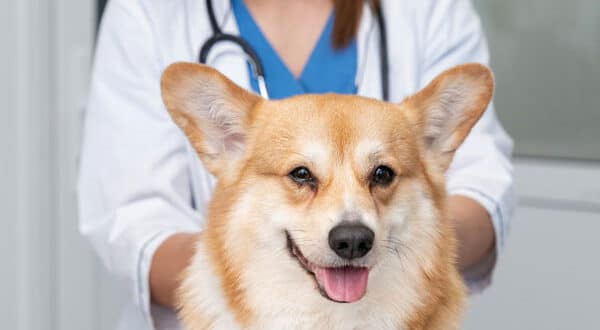 Chien chez le vétérinaire suite à une électrocution