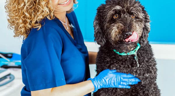 Vétérinaire qui vérifie les ergots d'un chien