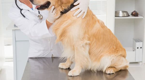 Chien avec oedème de Quincke chez le vétérinaire