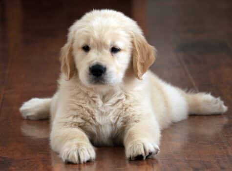 Chiot golden retriever