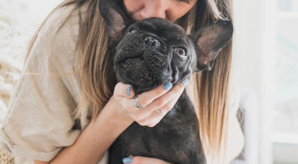 Chien type Bouledogue vermifugé