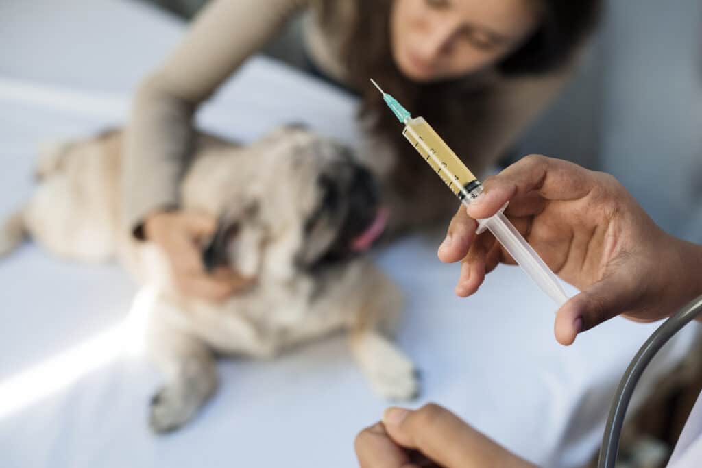 Chien qui se fait vacciner 