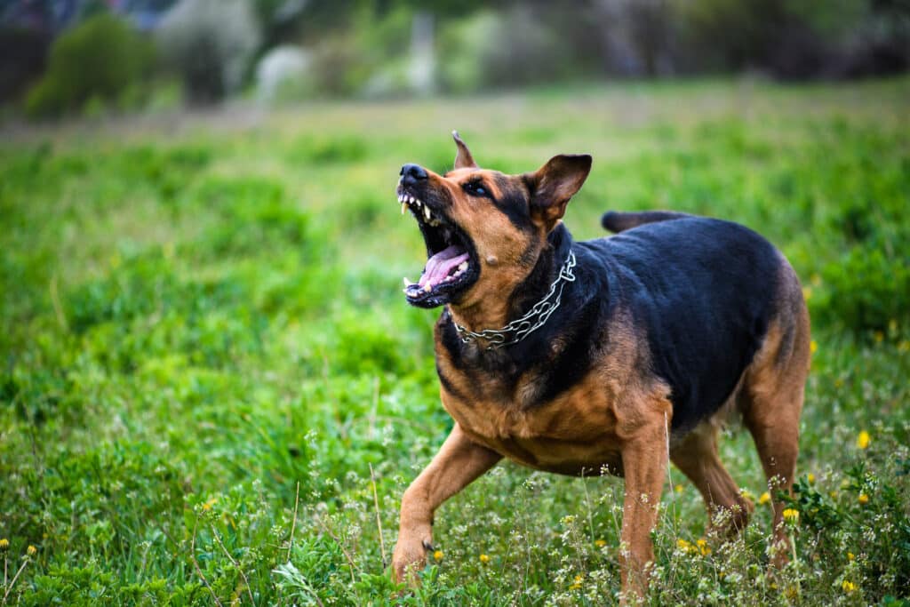 Chien qui grogne