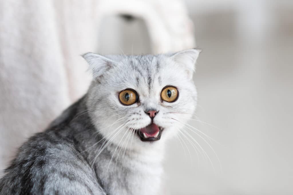 Chat blanc stressé et apeuré