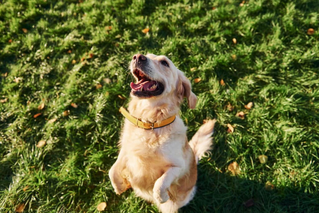 Chien heureux dans l'herbe qui veut jouer