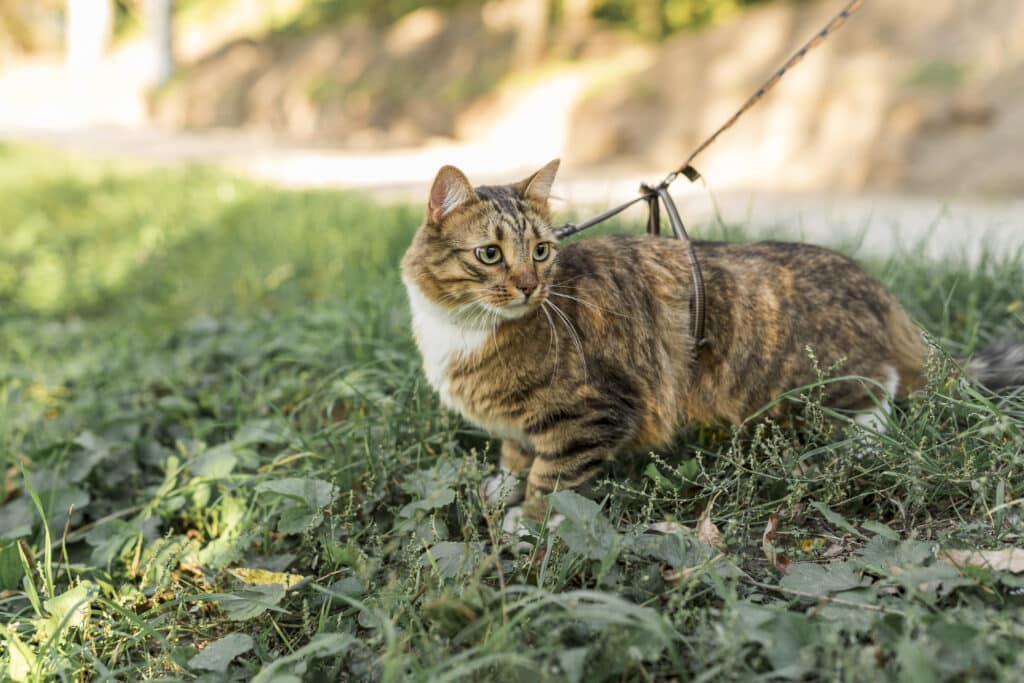 Chat en laisse dans un parc 