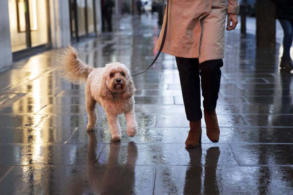 Chien en ville effrayé par les lumières et la pollution 