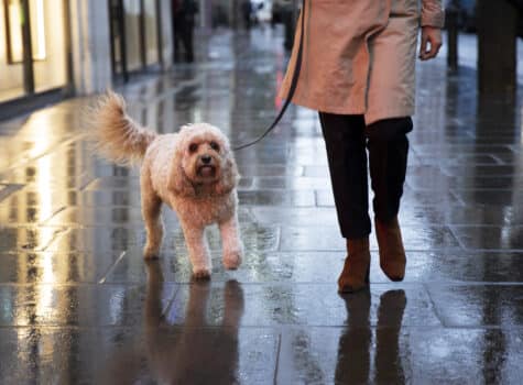 Chien en ville effrayé par les lumières et la pollution