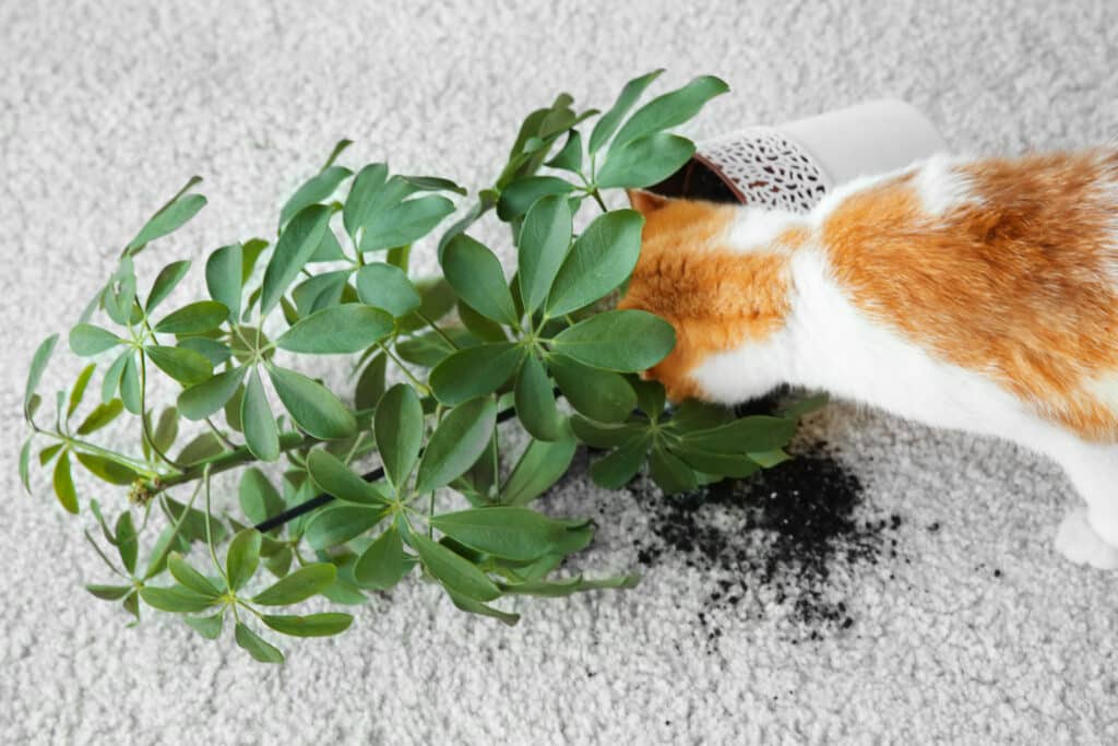 Chat qui à fait tombé une plante toxique et de la terre sur le tapis