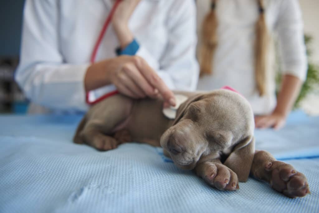 Chien malade chez le vétérinaire suite à une intoxication