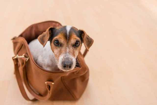 Chien dans un sac prêt à partir en vacances