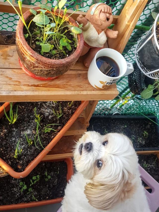 Chien qui regarde une plante toxique positionnée en hauteur