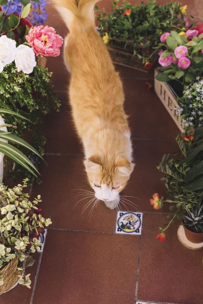 Animaux qui se baladent dans une serre au milieu de fleurs et de plantes toxiques