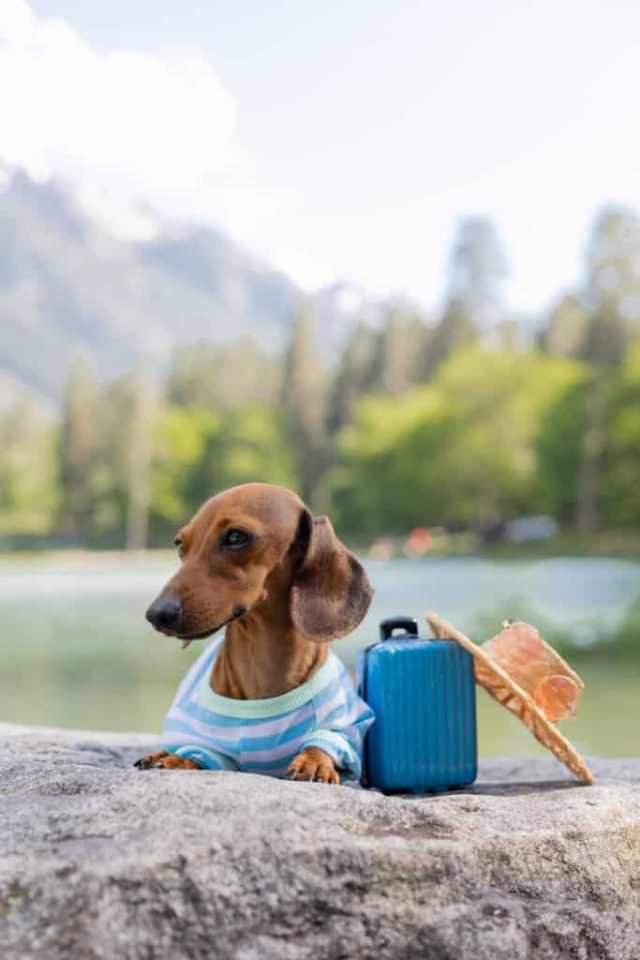 Chien à la montagne avec une valise et son chapeau