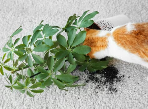 Chat qui à fait tombé une plante toxique et de la terre sur le tapis