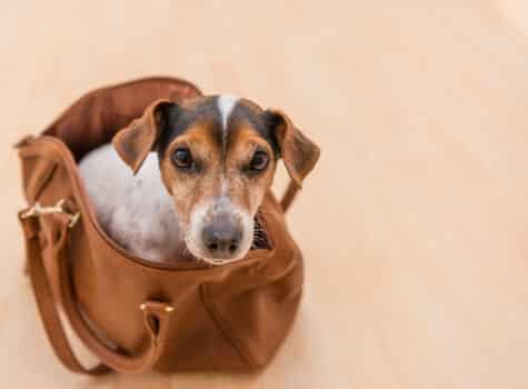 Chien dans un sac prêt à partir en vacances